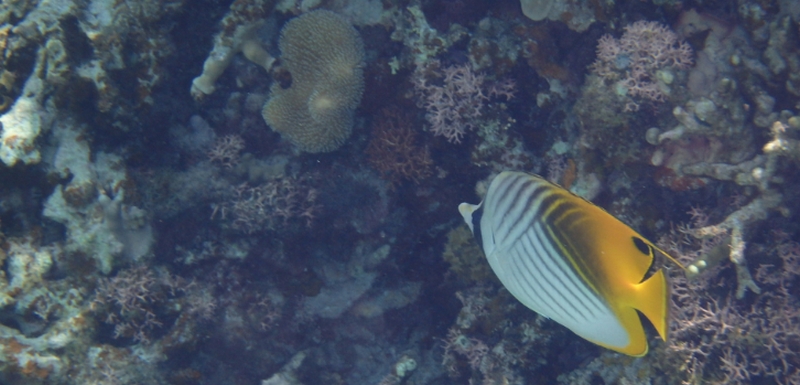 �����l�E�A�_�l�E�̋@�\�E�X�N���Ɂb�I�[�K�j�b�N�T�v���I�y����c���i�ł񂵂��ɂ񂶂�j�z
���T�C�g